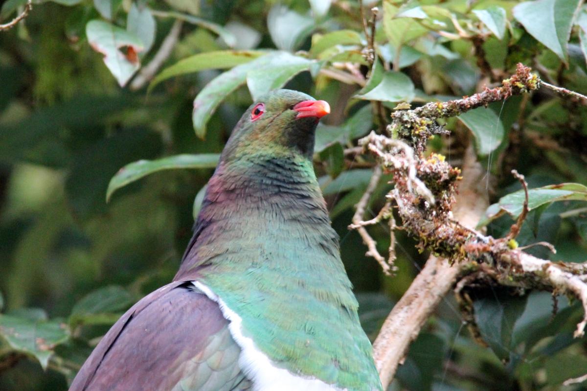 New Zealand Pigeon (Hemiphaga novaeseelandiae)